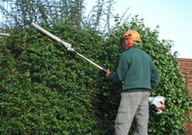 gardener cutting hedge