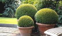 buxus in plant pots